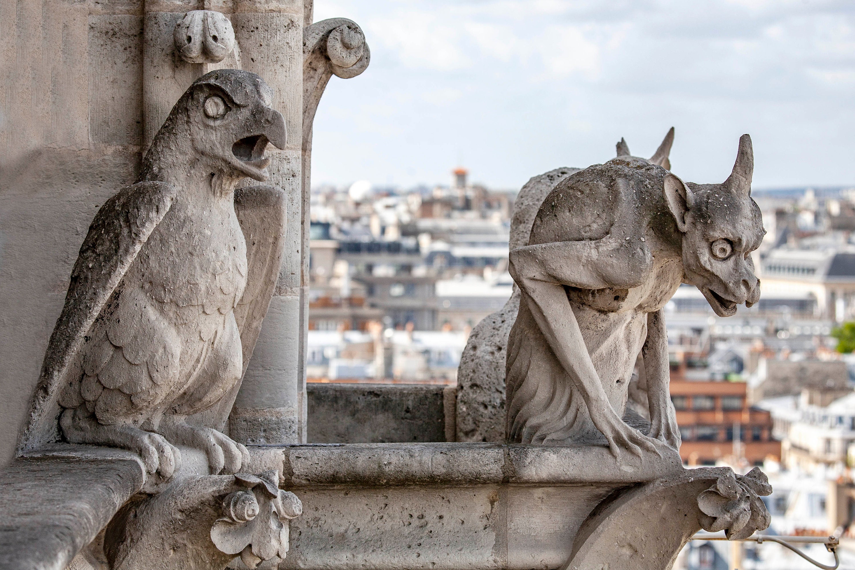 notre dame cathedral gargoyles drawing