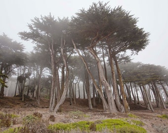 San Francisco Photograph, Cypress Trees, California Wall Art, Wall Decor, San Francisco Decor, Fine Art Print, Foggy Forest, Nature