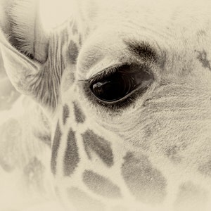 May include: Close-up of a giraffe's eye, showing the intricate details of its eyelashes and the dark brown iris. The giraffe's fur is a light brown with a pattern of darker brown spots.