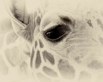 Giraffe Photographic Print, Wild Animal Photo, Giraffe Macro, Giraffe, Sepia Photo print, Sepia, photograph, animal wall decor