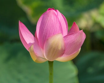 Mothers Day Gift Flower Photo, Lotus Flower Photograph, Bud, Aquatic Garden, Lotus Wall Decor, Wall Art, Floral Art, Pink Photo, Nature