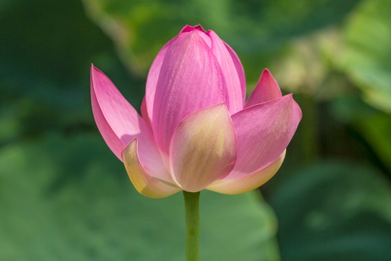 Mothers Day Gift Flower Photo, Lotus Flower Photograph, Bud