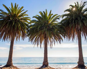 Santa Barbara Photograph, California Coast, Three Pam Trees, California Wall Decor, Wall Art, Pacific Ocean, Travel Print