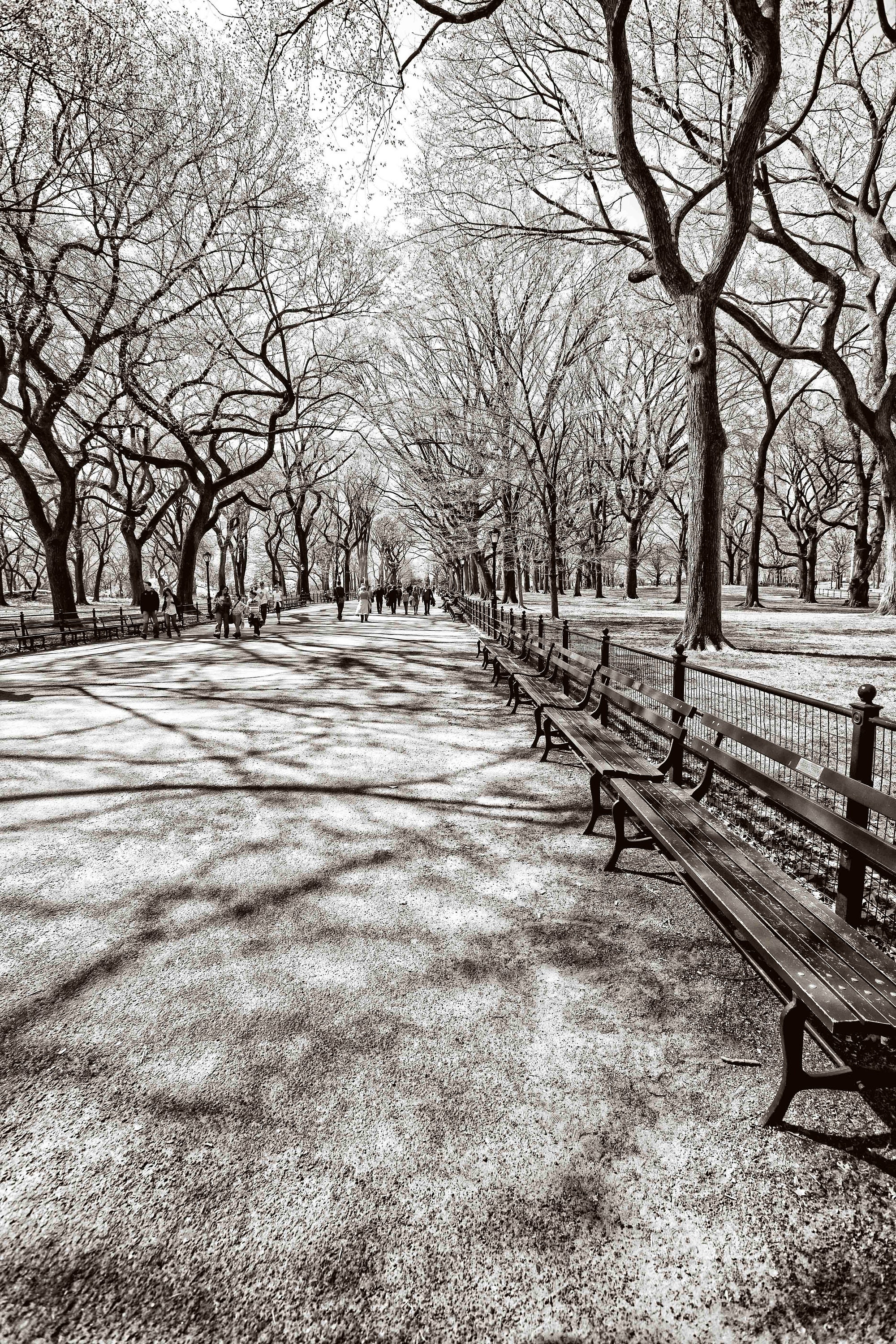 New York City Photograph, Central Park, New York Wall Decor, NYC Wall Art,  Black and White, Print, Autumn, Poets Walk - Etsy, image size:2000x3000