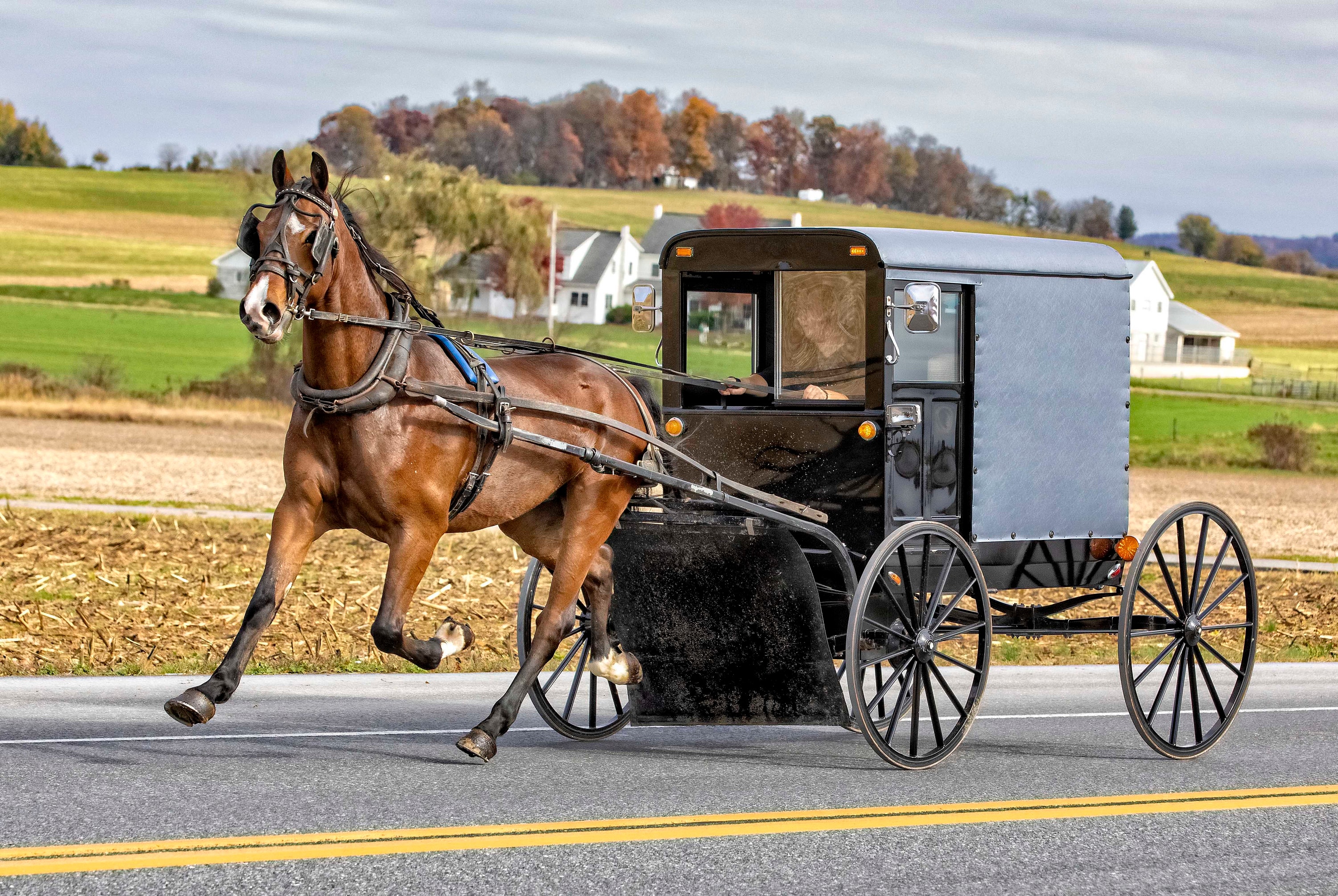 Horse-and-buggy riders in the pennsylvania countryside