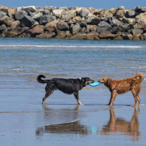 Dogs on Beach Photo, San Diego Beach, San Diego Wall Art, California Beach, Dog Beach, Travel Print, Animal Portrait, Ocean Wall Decor