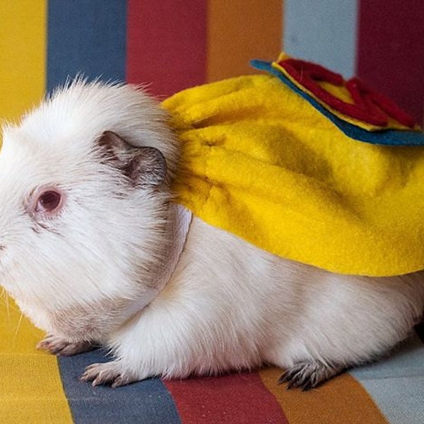 Superman cape for you guinea pig , rat . ferret . Halloween , dress up , special occassion