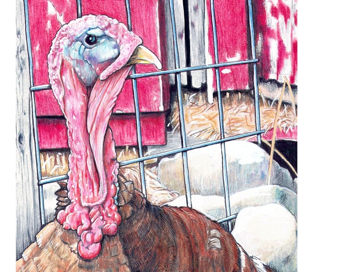 Tom the Turkey. Art Print, Farm, Turkey, Bird, Farm, Rural, Rustic, Barn, Wildlife
