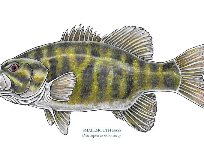 Smallmouth Bass, Art Print