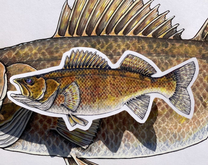 Walleye, Vinyl Sticker