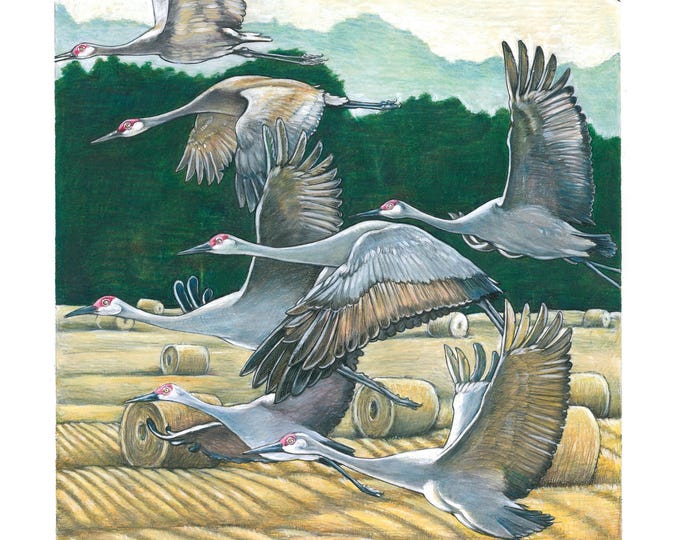Sandhill Cranes Over Hayfield, Art Prints 1-3