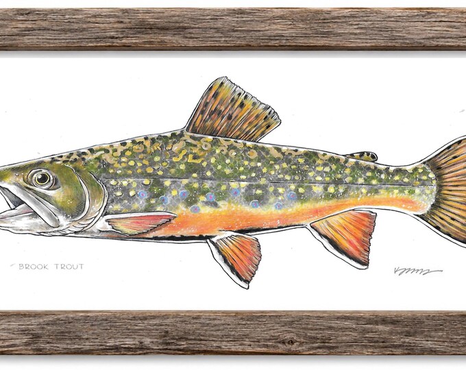Brook Trout (Art Print)