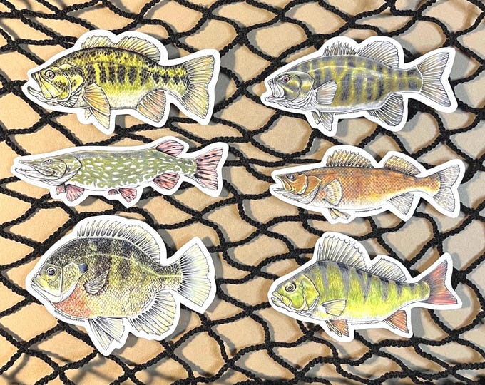Freshwater Fish Sticker Collection, Bass, Pike, Walleye, Perch, Bluegill, Water Bottle, Tackle Box, Laptop, Hand Drawn, Fisherman Gift