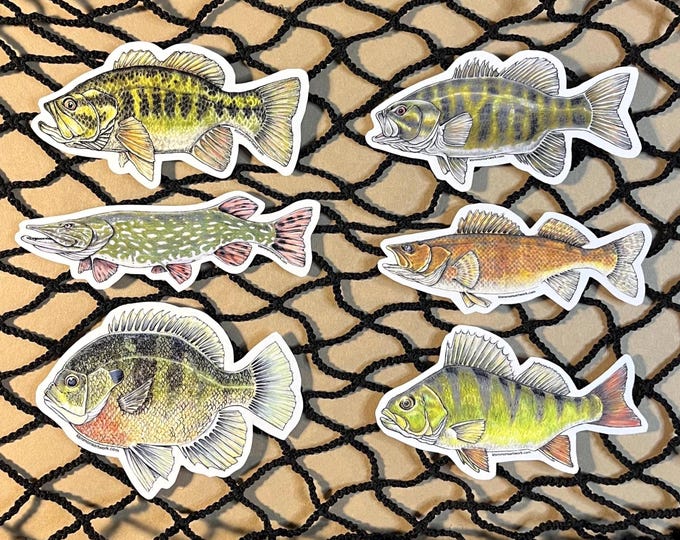 Freshwater Fish Sticker Collection, Bass, Pike, Walleye, Perch, Bluegill, Water Bottle, Tackle Box, Laptop, Hand Drawn, Fisherman Gift