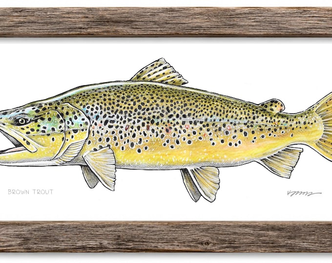 Brown Trout (Art Print)