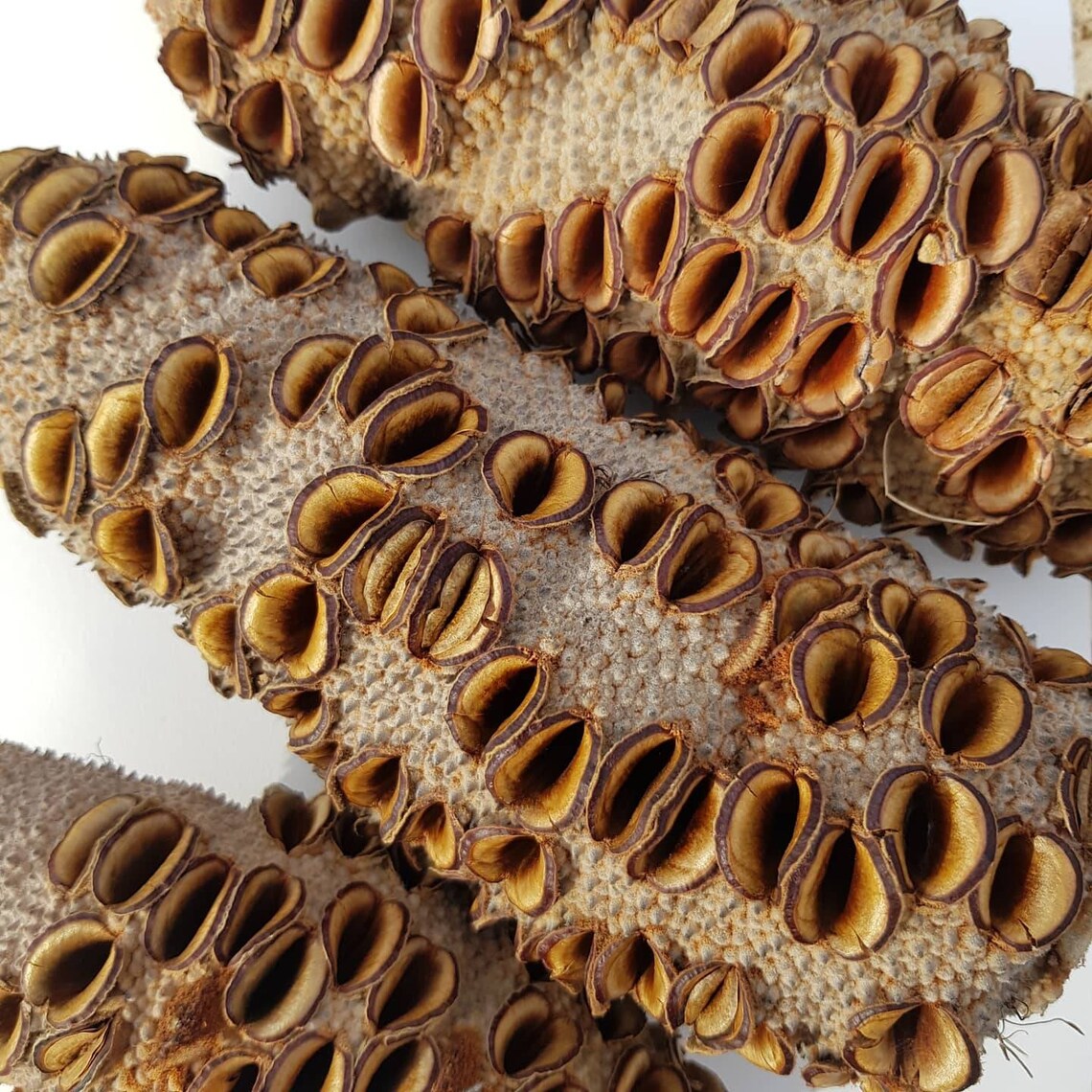 Banksia Grandis Pod Freshly Cut from tree Medium / Large Wood Etsy