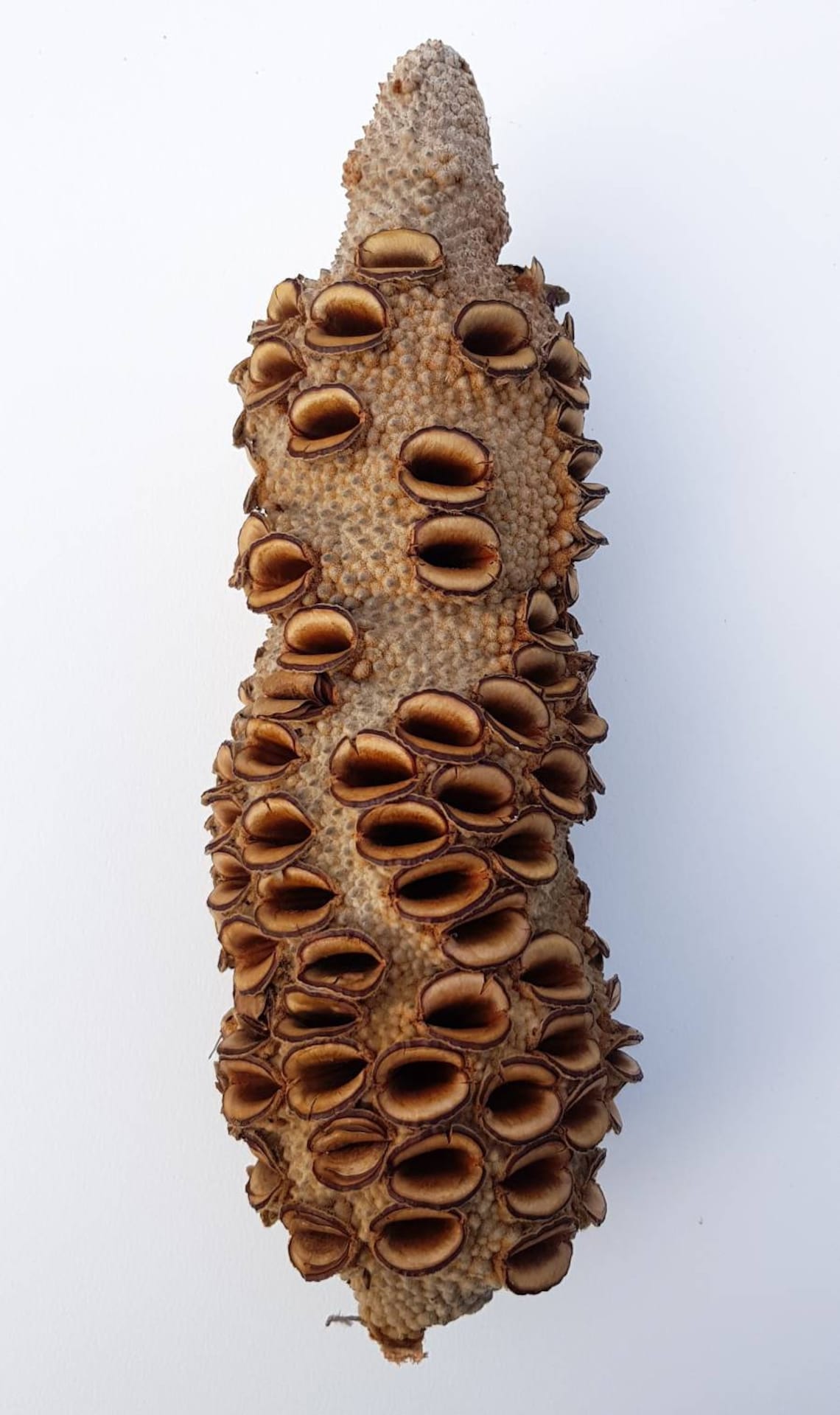 Banksia Grandis Pod Freshly Cut from tree Large Wood turning Etsy