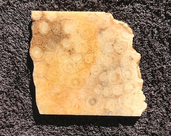 Fossilized Coral 3x2 14x1 inches Natural Fossil Coral Raw Coral Rough Slabs Lapidary Slabs