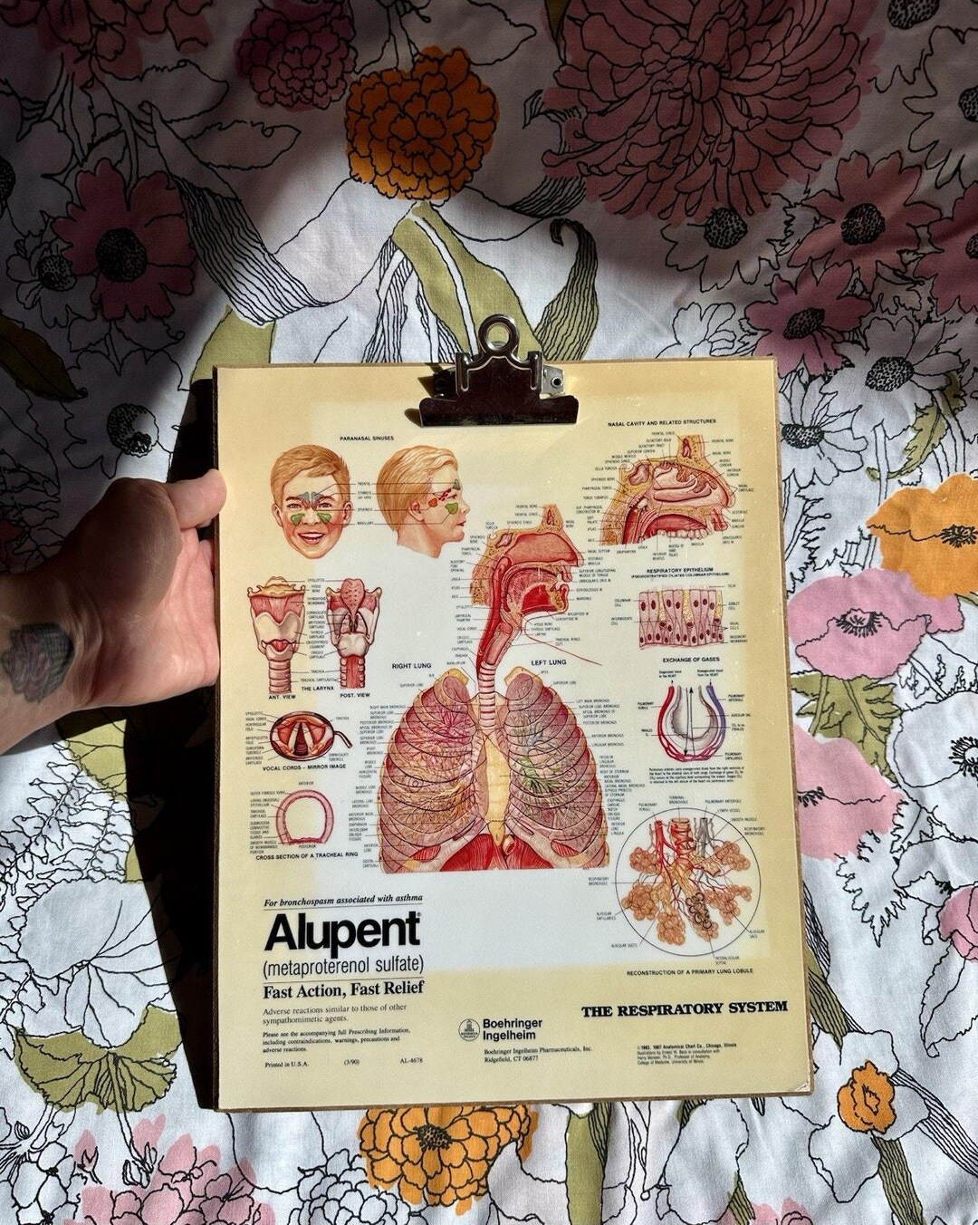 Alupent Drug Rep Advertisement the Respiratory System Chart Clipboard ...