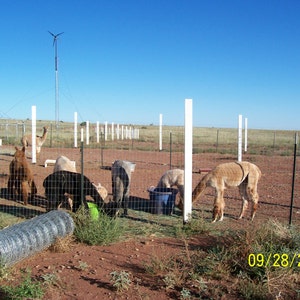May include: A fenced-in area with a solar panel and a windmill in the background. There are several alpacas in the enclosure, some are brown and some are white. The date 09/28/2011 is visible in the lower right corner of the image.
