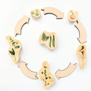 Sweet Pea Life Cycle Wooden Blocks Montessori Loose Parts Homeschool STEM Sensory Bin Tinker Tray