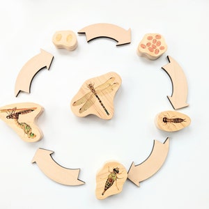Dragonfly Life Cycle Wooden Blocks Montessori Loose Parts Homeschool STEM Sensory Bin Tinker Tray