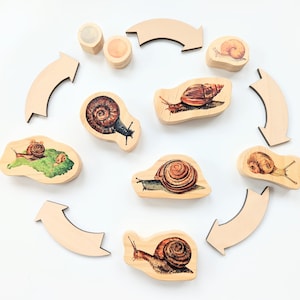 Snail Life Cycle Wooden Blocks Montessori Loose Parts Homeschool STEM Sensory Bin Tinker Tray