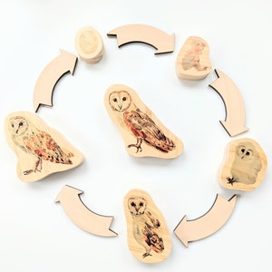 Owl Life Cycle Wooden Blocks Montessori Loose Parts Homeschool STEM Sensory Bin Tinker Tray