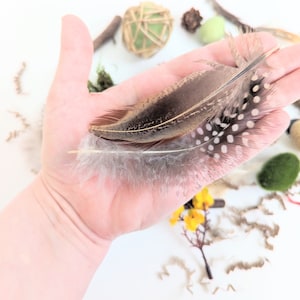 Bird Themed Sensory Box | Loose Parts Tinker Tray Montessori | Nature Bird Activity Kit | Bird Nest Exploration Set | Invitation to Play bild 6