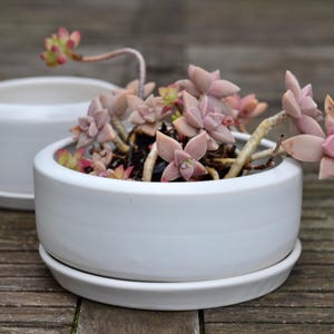 Handgemachter weißer Steingut Bonsai Topf: Moderner minimalistischer Übertopf mit Tablett. Verschiedene Größen.