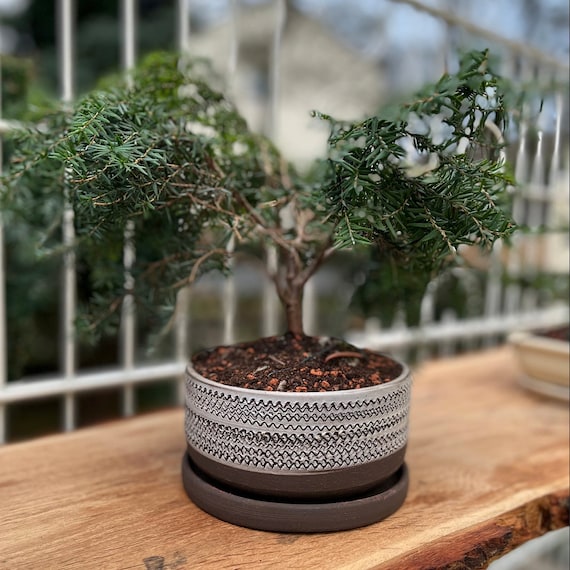 Vaso bonsai di argilla, vaso opaco bianco e marrone, fioriera con piatto,  fioriera rotonda in ceramica, fioriera fatta a mano, fioriera poco  profonda, vaso con vassoio -  Italia