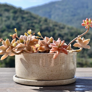 Speckled Clay Bonsai Pot, Ceramic Planter, Round Bonsai Pot, Handmade Pottery, Minimalist Decor, Succulent Planter, Pot With Tray