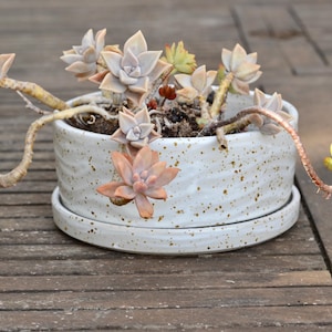 May include: A succulent plant with pale pink and green star-shaped leaves growing from long, curved stems. The plant is potted in a round, white ceramic planter with a speckled texture and a matching saucer, featuring a subtle wavy surface pattern.