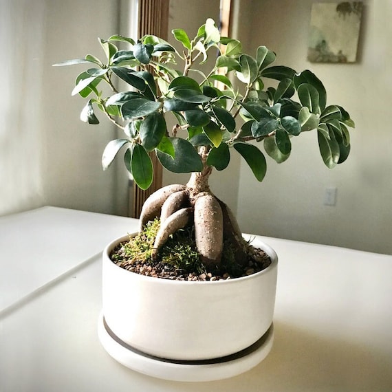 Round Bonsai Planter, White Bonsai Pot With Tray, Shallow Planter