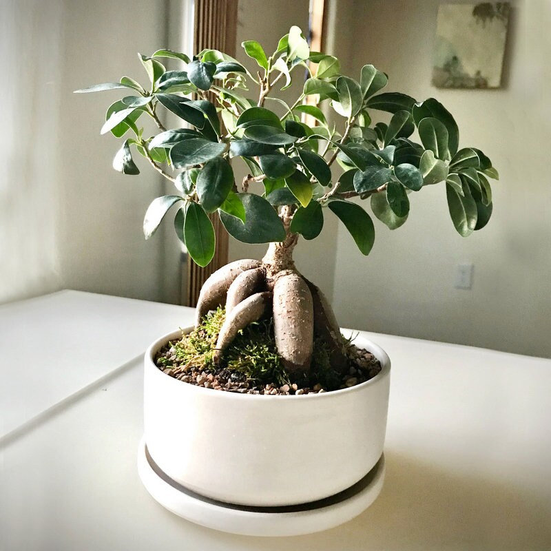 Fioriera bonsai rotonda, vaso bonsai bianco con vassoio, fioriera poco  profonda, vaso di fiori moderno, vaso in ceramica, fioriera per interni,  ceramica fatta a mano -  Italia