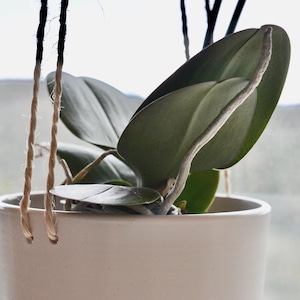 Puede incluir: Una maceta de cerámica blanca con una planta de orquídea verde. La planta tiene tallos largos y delgados y hojas grandes y verdes. La maceta tiene dos cuerdas beige que cuelgan de la parte superior.