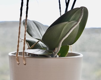 Op de afbeelding: Een witte keramische pot met een groene orchidee plant. De plant heeft lange, dunne stengels en grote, groene bladeren. De pot heeft twee beige touwen die van boven hangen.