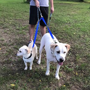 Puede incluir: Una persona paseando a dos perros con correas azules. Los perros son ambos blancos con manchas marrones. El perro más pequeño es un cruce de terrier y el perro más grande es un cruce de labrador retriever.