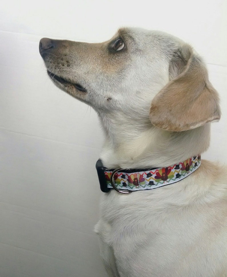 May include: A white dog with brown ears wearing a colorful patterned dog collar with a silver buckle. The dog is looking up and to the left.