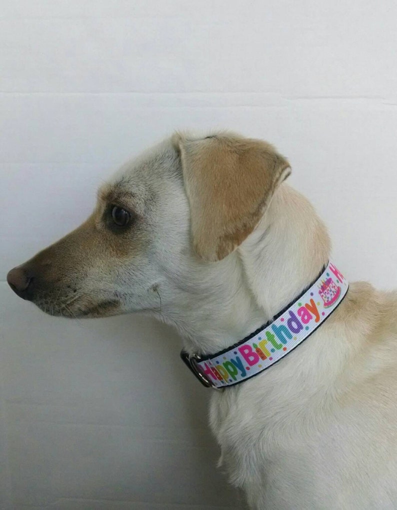 Birthday Dog Collar Adjustable Dog Collar Happy Birthday Etsy