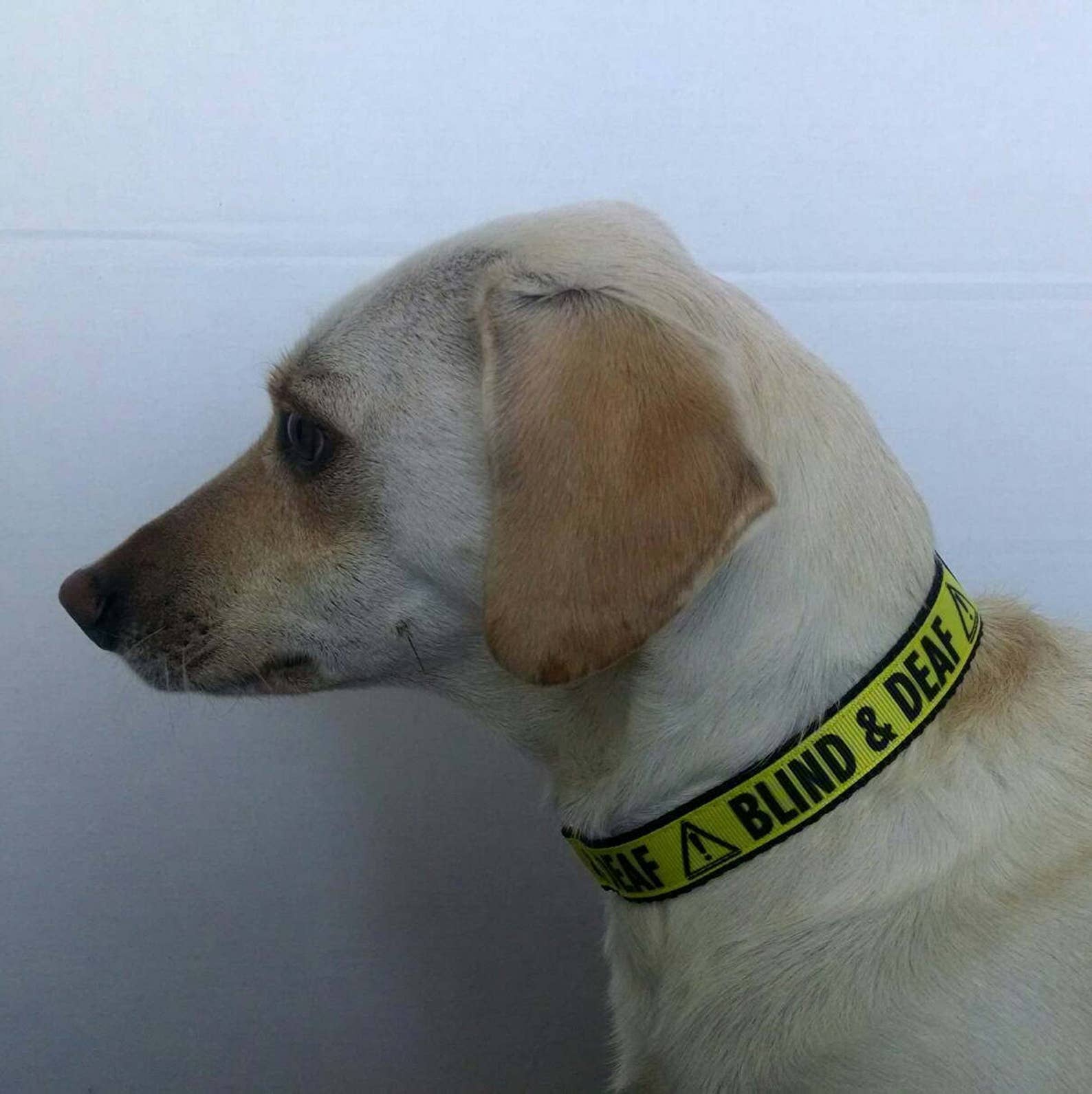 BLIND & DEAF Dog Collar Adjustable Dog Collar 3/4 Etsy