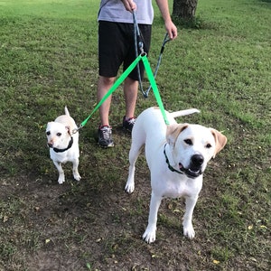 May include: Two white dogs on leashes, being held by a person. The dogs are wearing collars. The leashes are connected to a green strap held by the person. The dogs are on a grassy area.