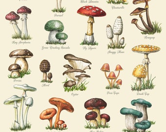 Mushroom Food Kitchen Print with Colorful Poisonous and Non-Poisonous Mushrooms