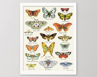 Watercolor Moth Print | Colorful Insect Varieties Art