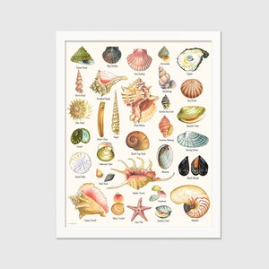 Seashell Beach House Print from Original Hand Painted Artwork with Varieties of Shells in Watercolor Style, Summer Vacation Hostess Gift