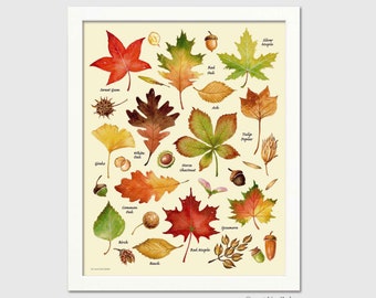 Autumn Leaves Print from Original Artwork - Leaf Chart in Watercolor for Thanksgiving, Halloween, October