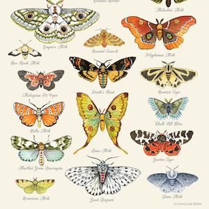 Colorful Moth Chart in Watercolor Style Featuring Luna Moth, Death's Head Moth for Summer Beach House Decor