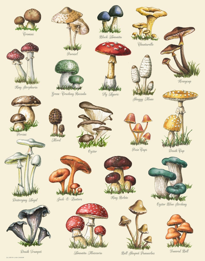 Mushroom Food Kitchen Print with Colorful Poisonous and Non-Poisonous Mushrooms. From original hand painted artwork.