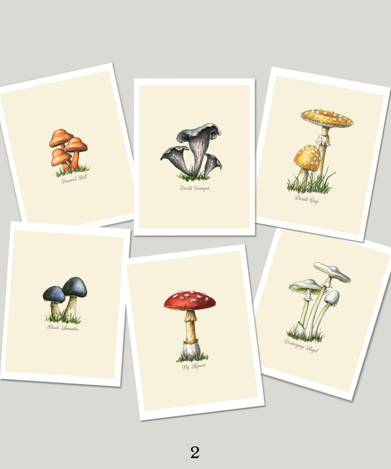 Mushroom Cards Set of 6 Notecards Food Art Cards Botanical Etsy