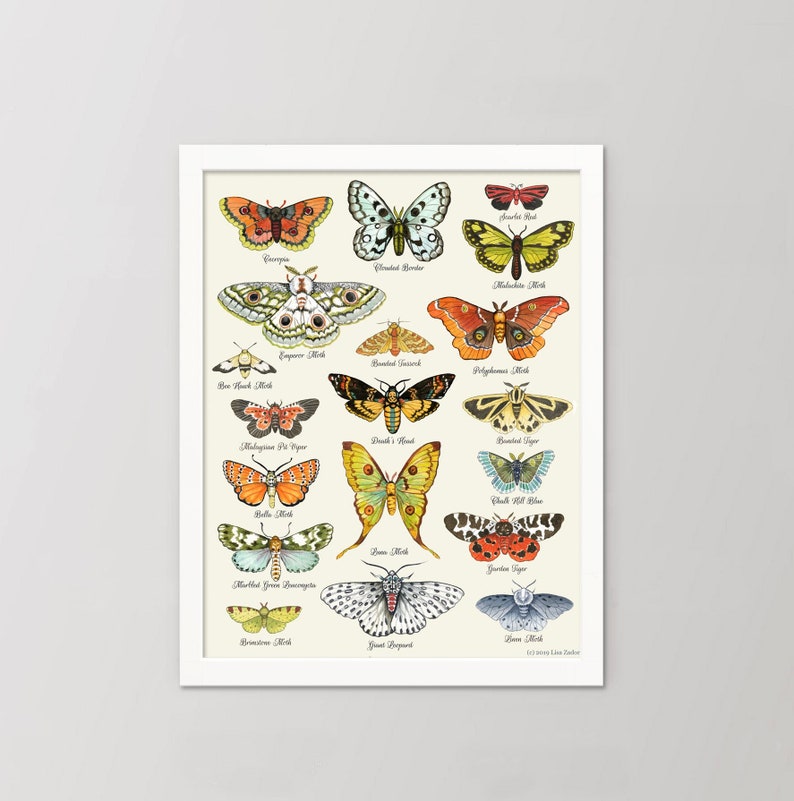 Watercolor Moth Print | Colorful Insect Varieties Art - Etsy